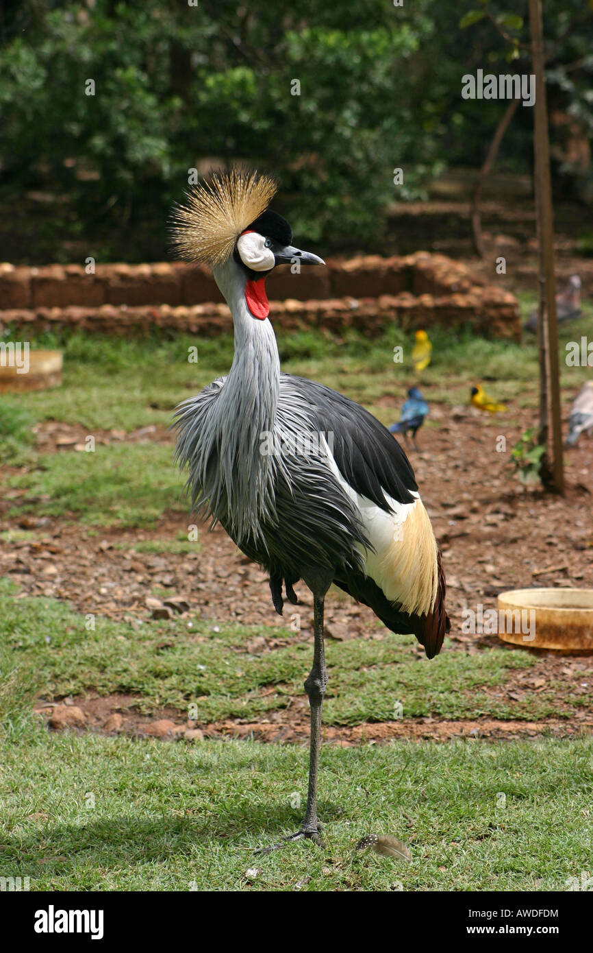 Crane standing on one leg hires stock photography and images Alamy