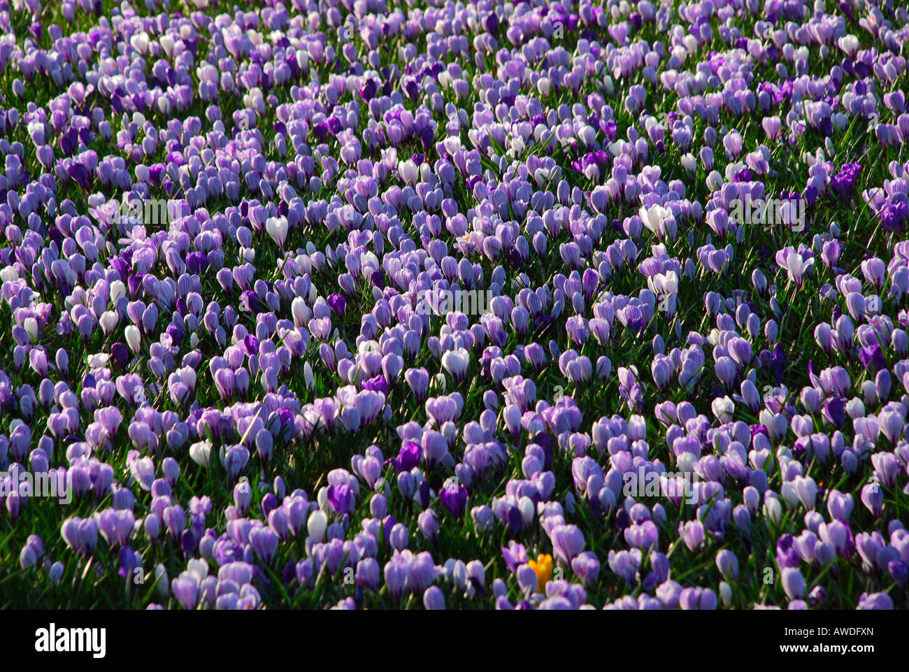 Carpet of Purple Blue White Crocus Flowers in Full Bloom at Duthie Park Aberdeen Scotland Stock Photo