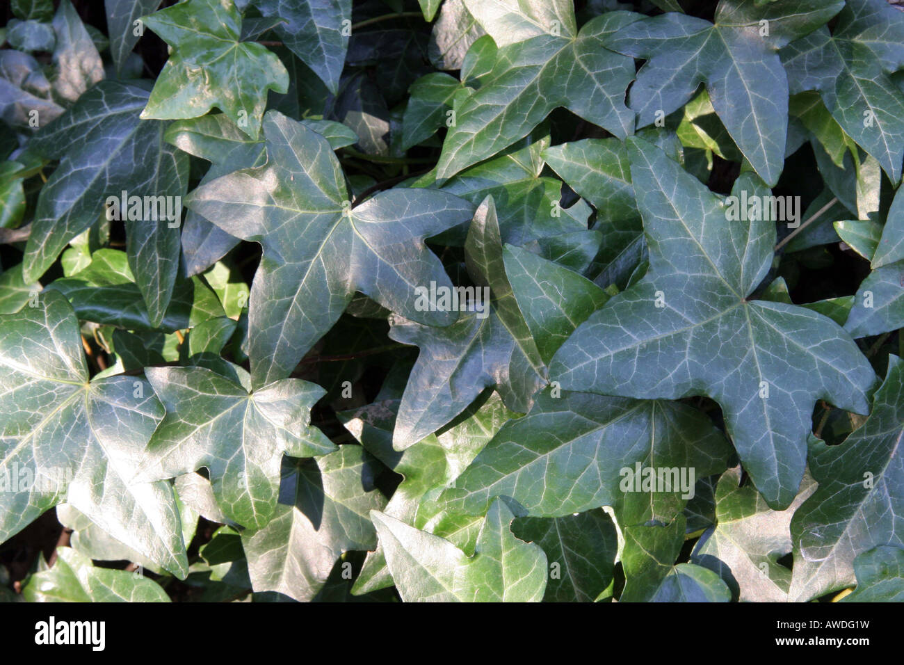 English Ivy climbing along a wall Stock Photo Alamy