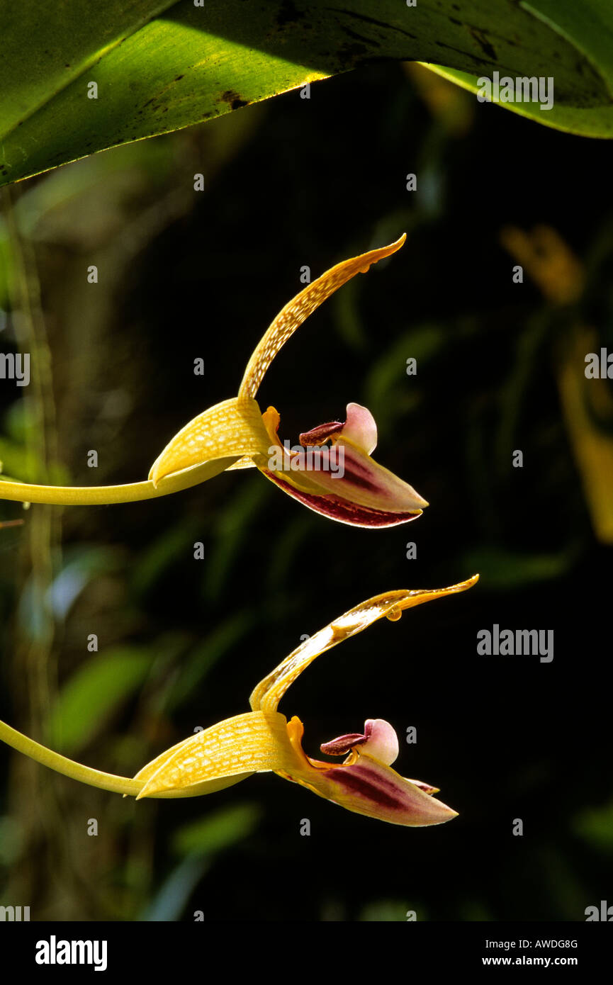 Rainforest Orchid. Bulbophyllum sp. Poring Hot Springs Sabah Malaysia Stock Photo