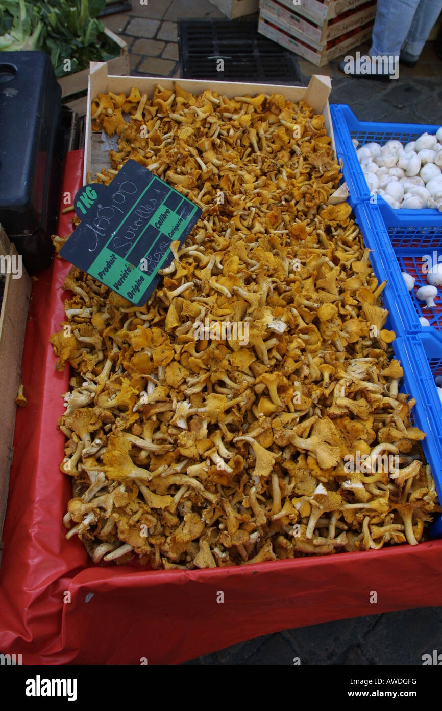 wild mushrooms and fungi at fruit and vegetable market in Beaune