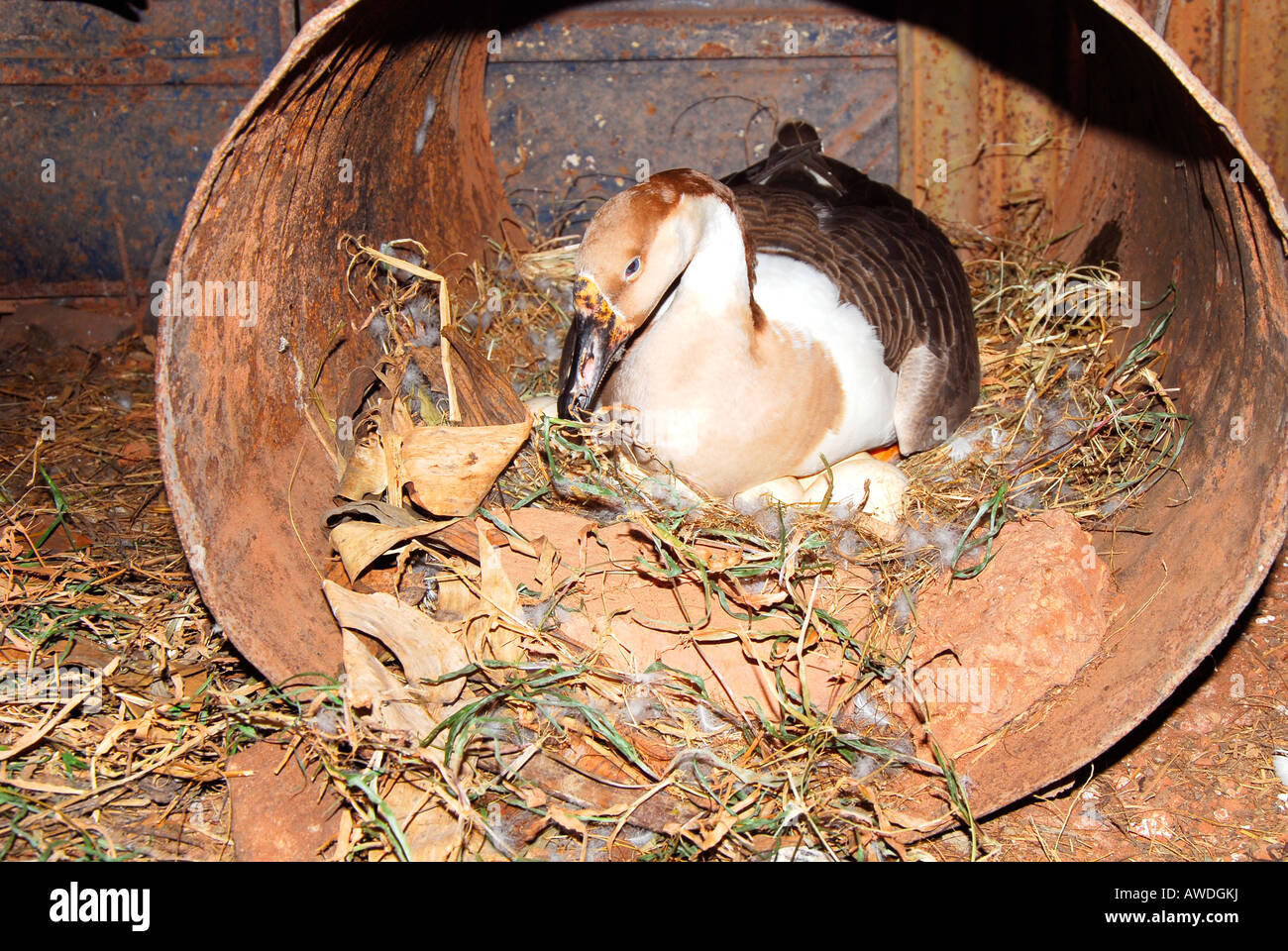 A goose incubating eggs Stock Photo Alamy