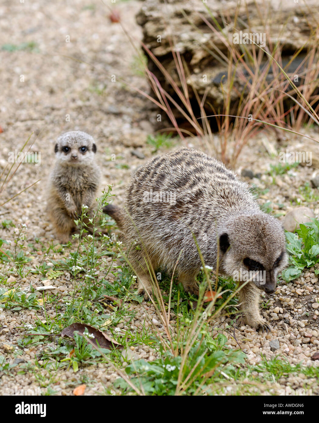 A Baby Meerkat Waits As Its Parent Forages for Food in Edinburgh Zoo, Scotland Stock Photo