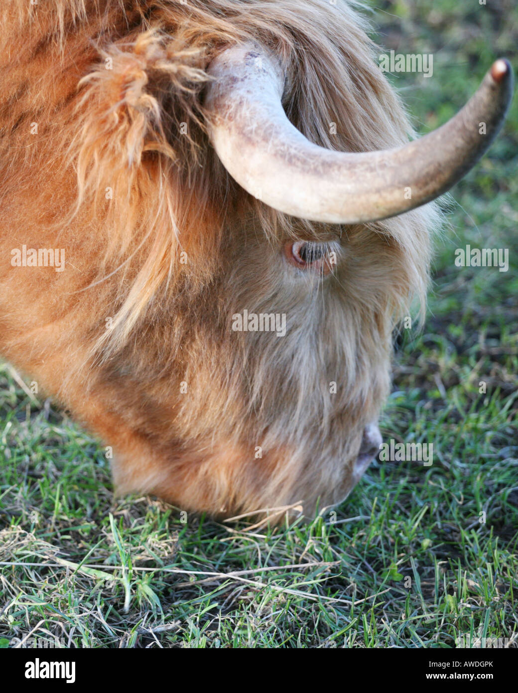 A Highland cow grazing near Aberdeen, Scotland Stock Photo - Alamy