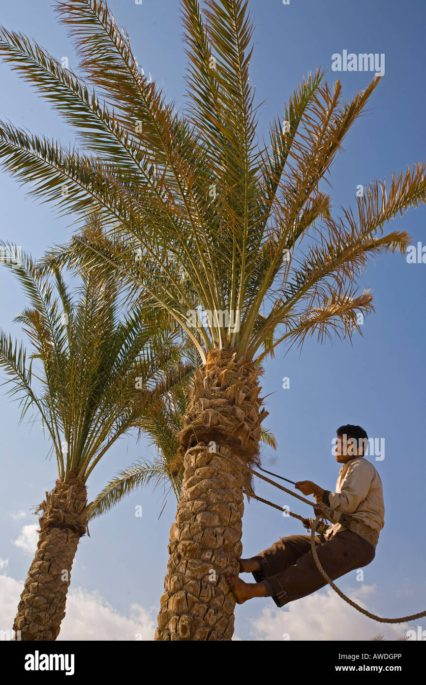 Man climbing palm tree to trim some of the leaves and tree trunk Stock Photo