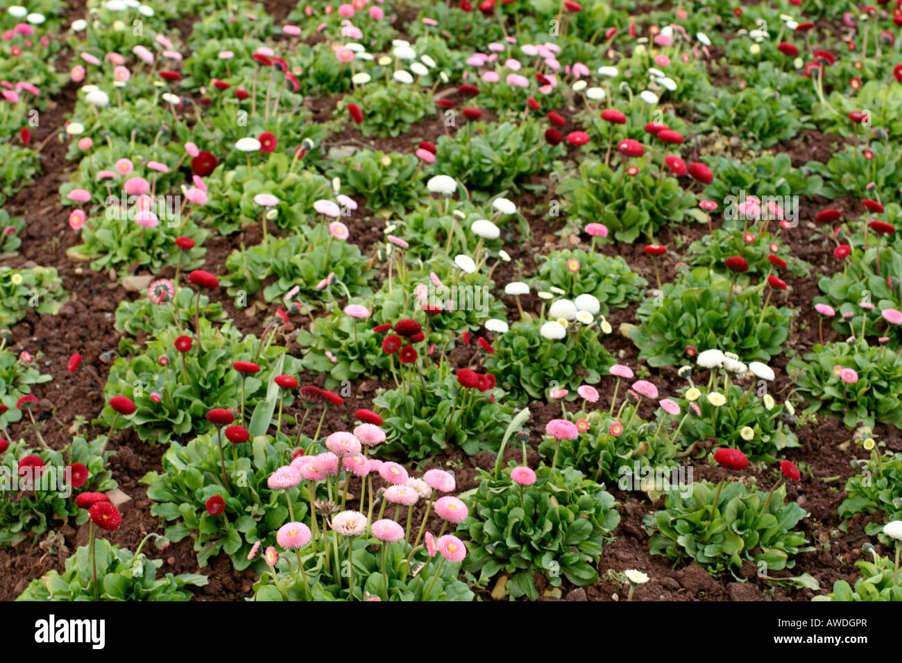 BELLIS PERENNIS TASSO SERIES Stock Photo
