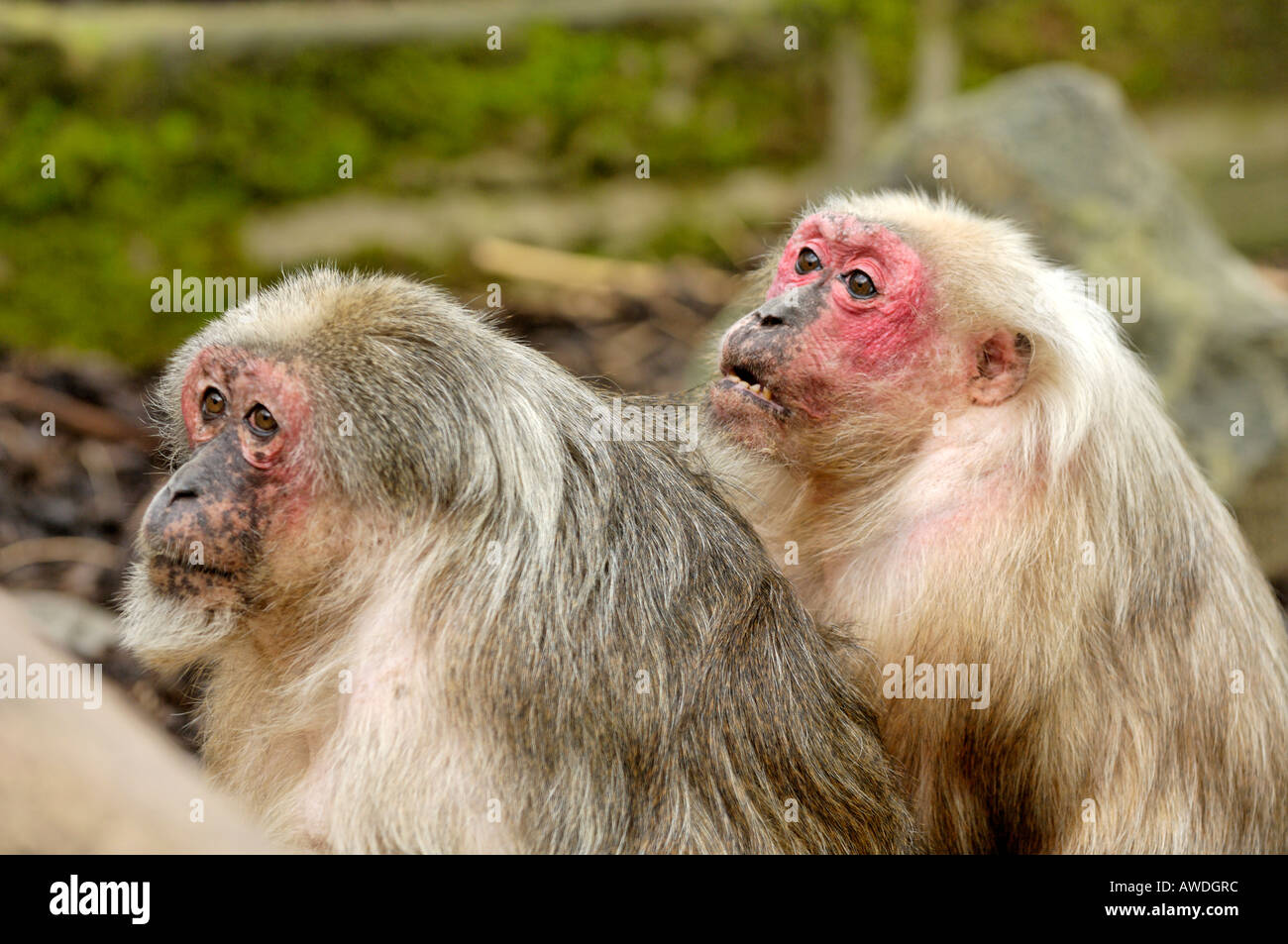 Two Stump-Tailed Macaque Monkeys at Edinburgh Zoo, Scotland Stock Photo
