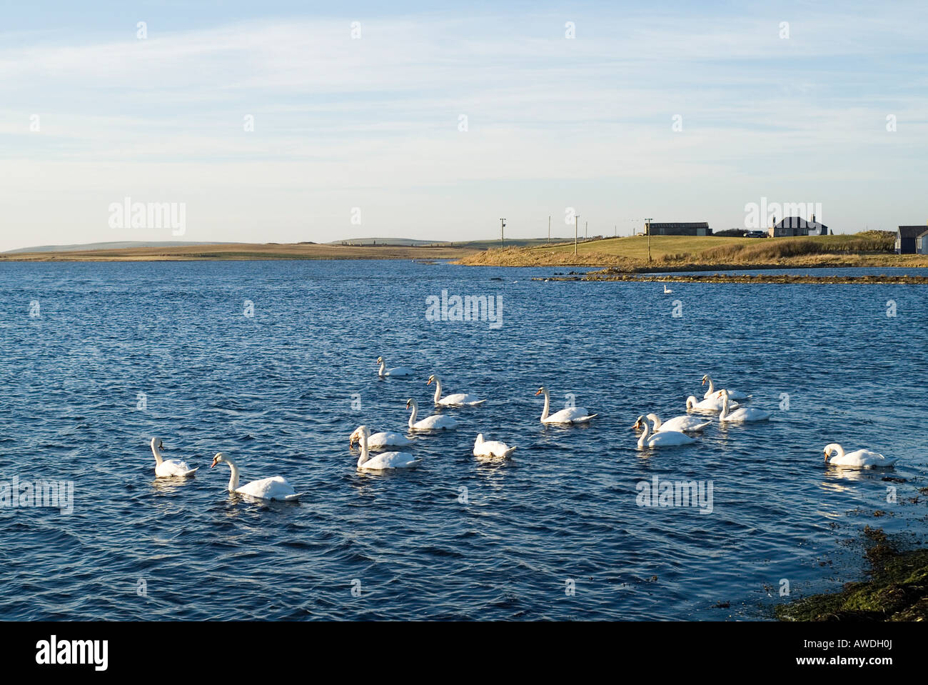dh Loch of Stenness STENNESS ORKNEY Flock of Mute swans swimming Stock Photo