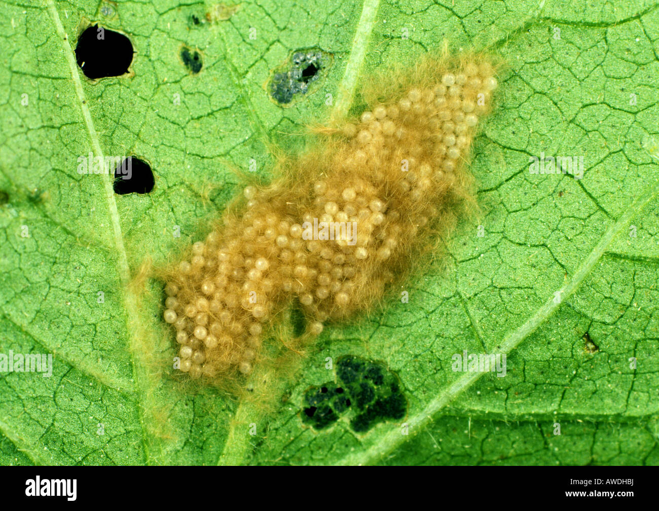 Cotton leafworm Spodoptera littoralis eggs laid in a mass on a cotton leaf Stock Photo