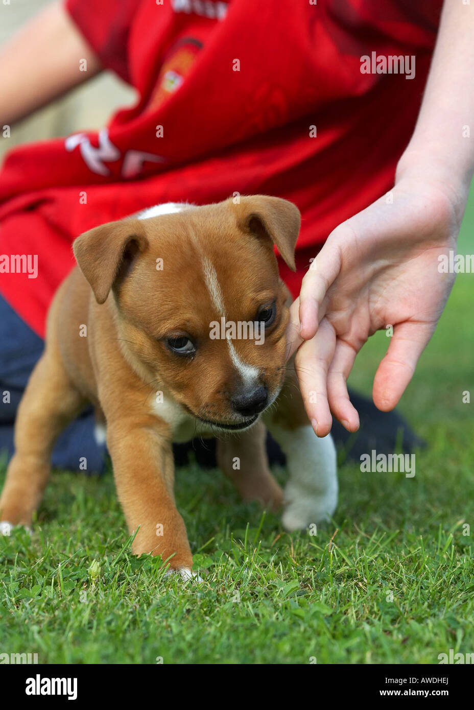 Staffordshire Bull Terrier Stock Photo