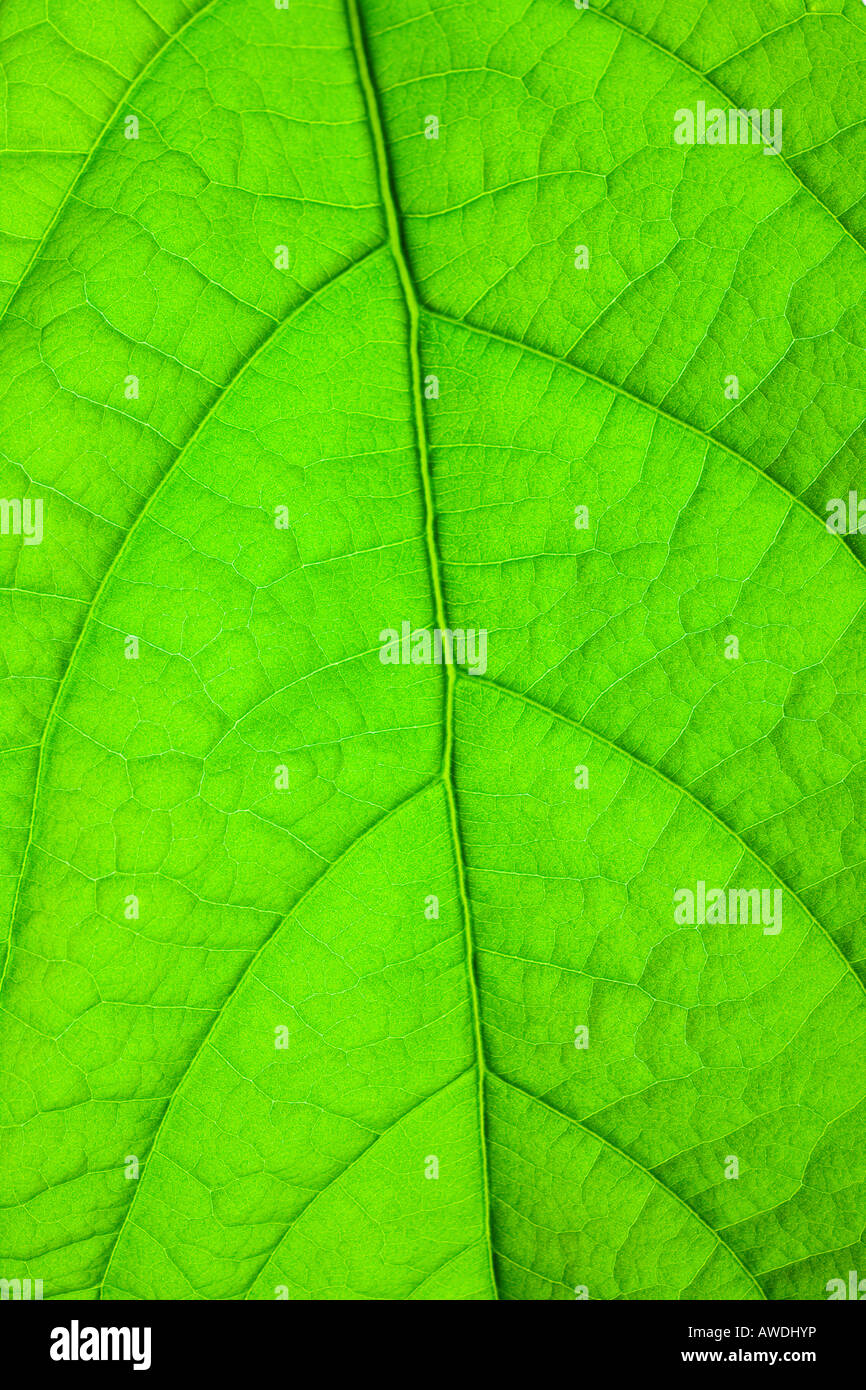 Structure of a leaf hi-res stock photography and images - Alamy