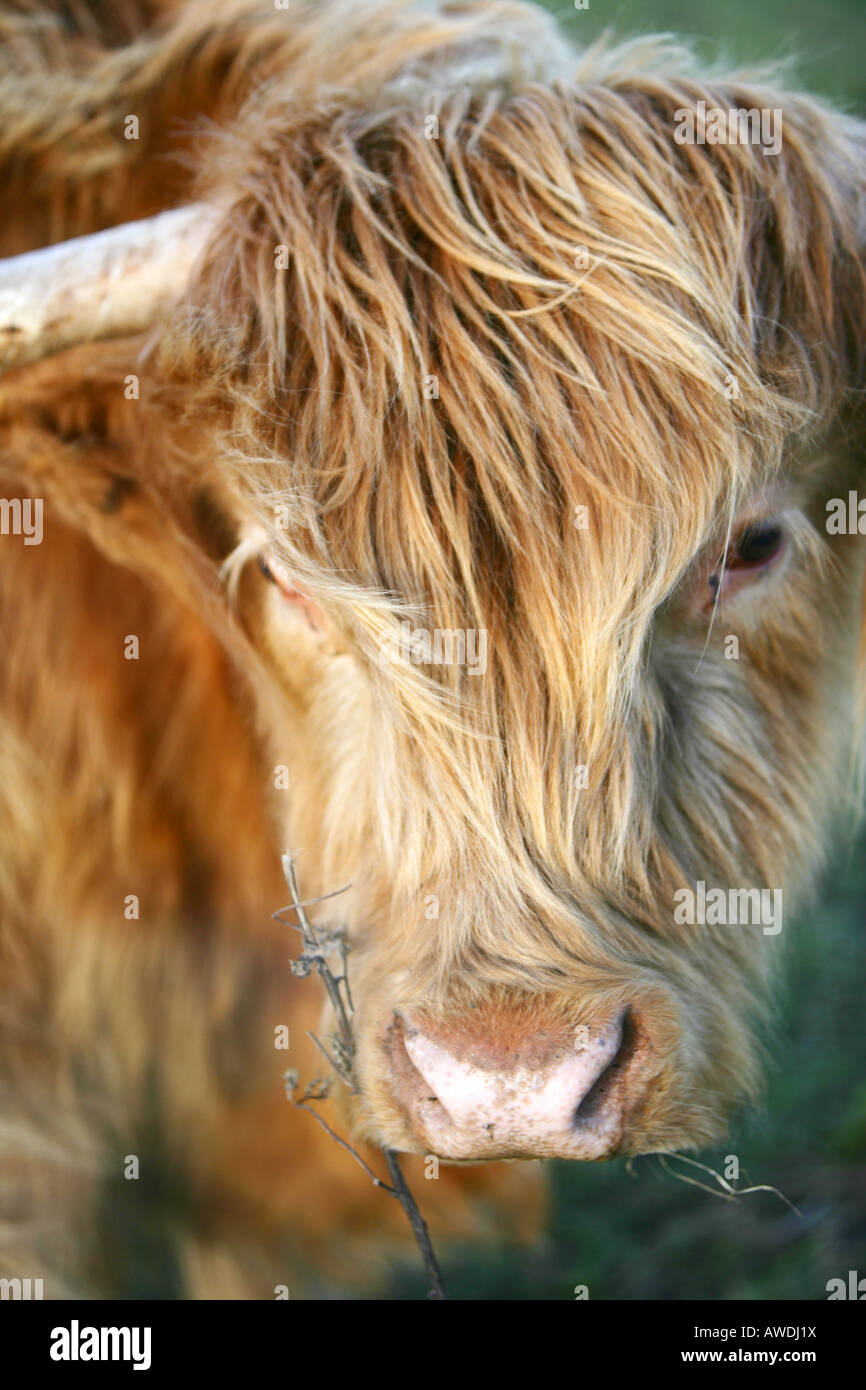 A close up of a Highland cow near Aberdeen, Scotland Stock Photo - Alamy