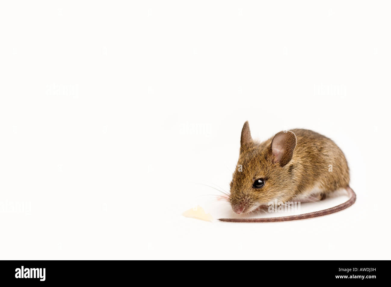 Apodemus sylvaticus, wood mouse, Longtailed field mouse Stock Photo