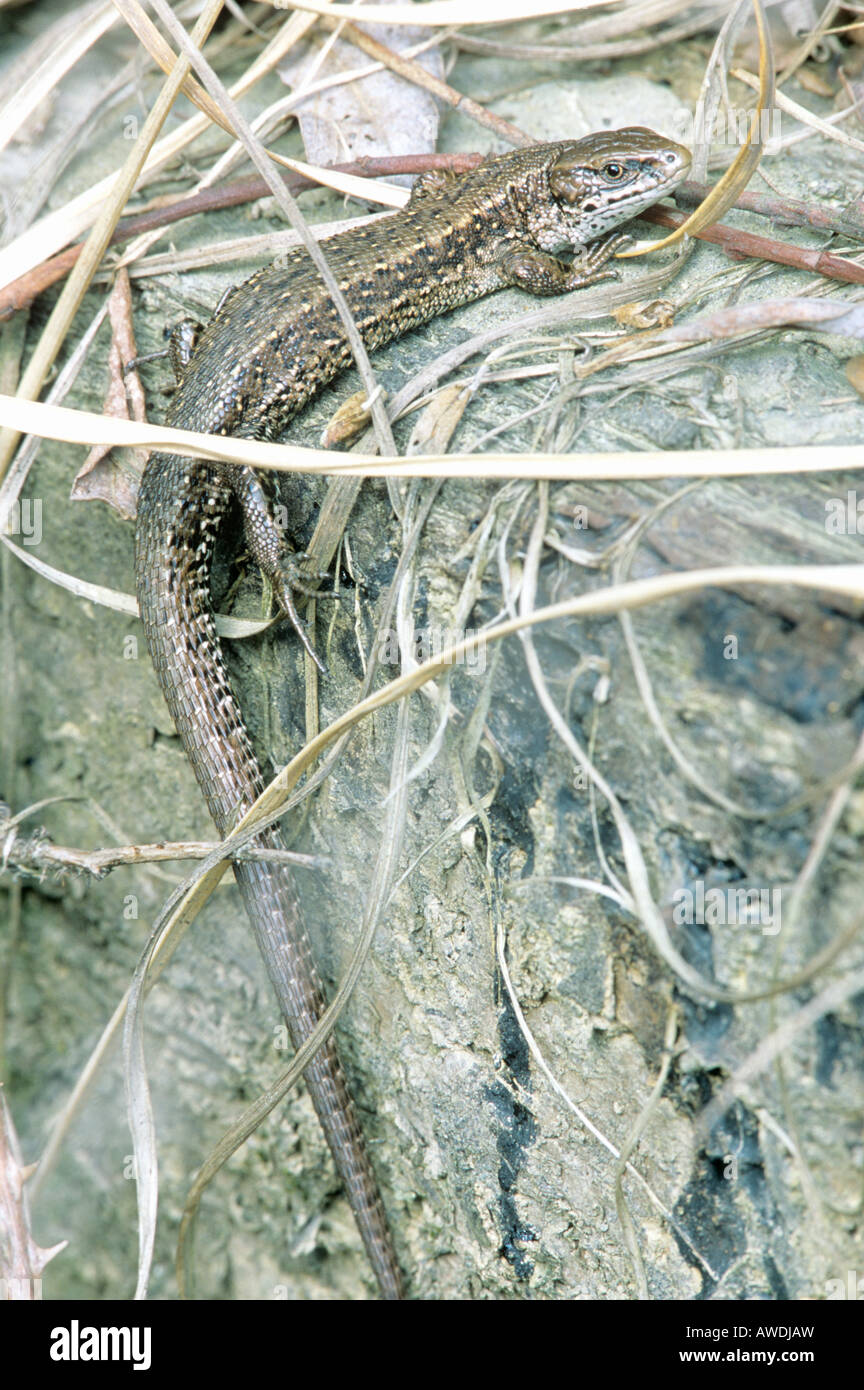 Common Lizard (Lacerta vivipara) basking. Stock Photo