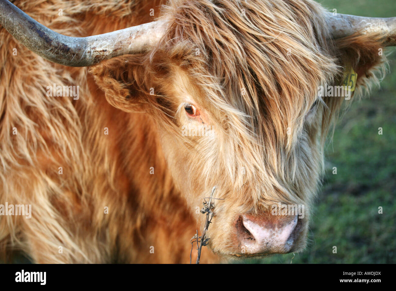 A Highland cow grazing near Aberdeen, Scotland Stock Photo - Alamy