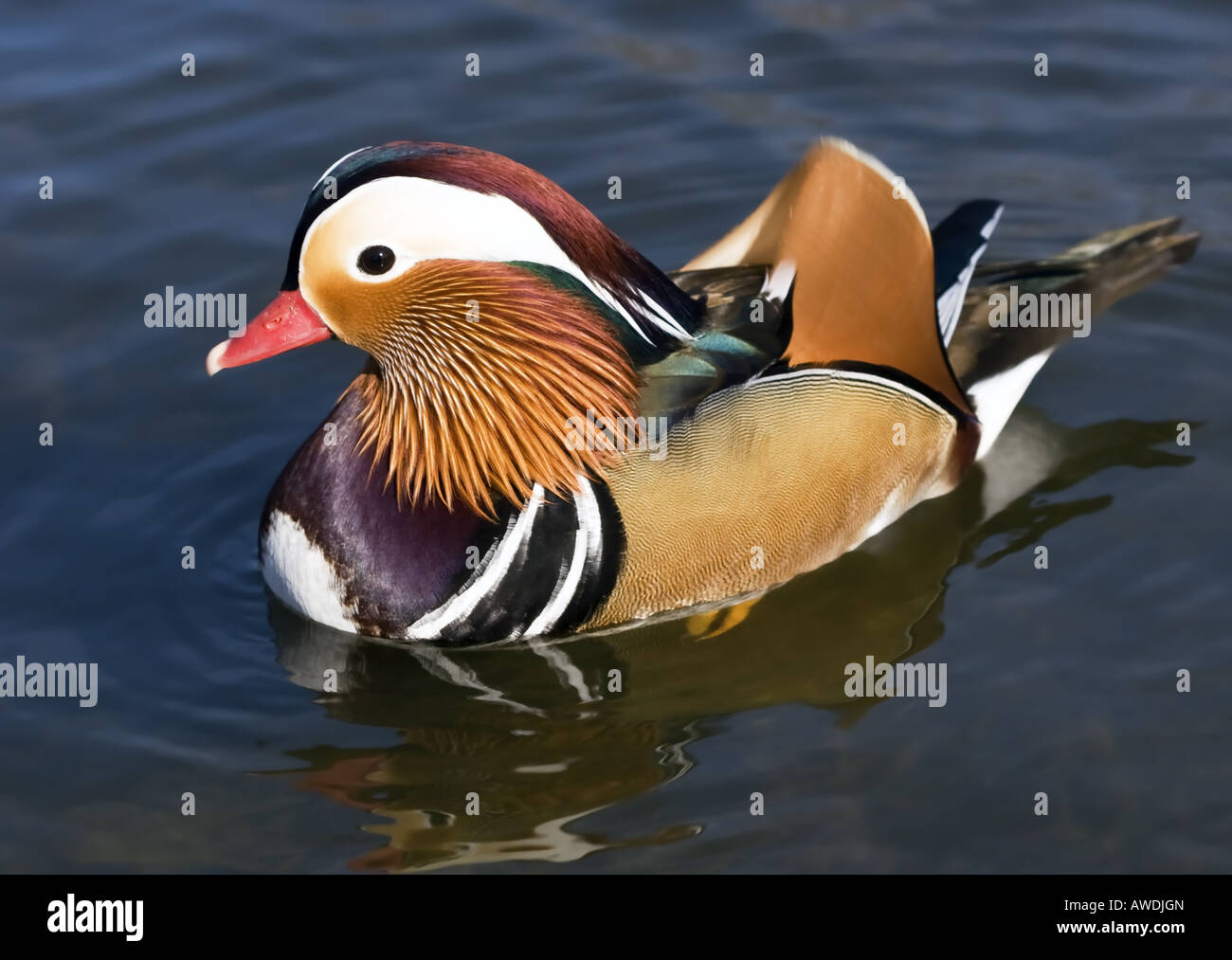 Eclipse duck hires stock photography and images Alamy