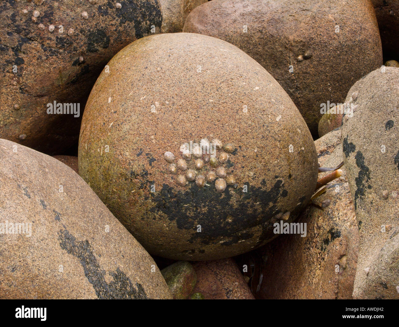 Barnacles growing on a boulder Stock Photo