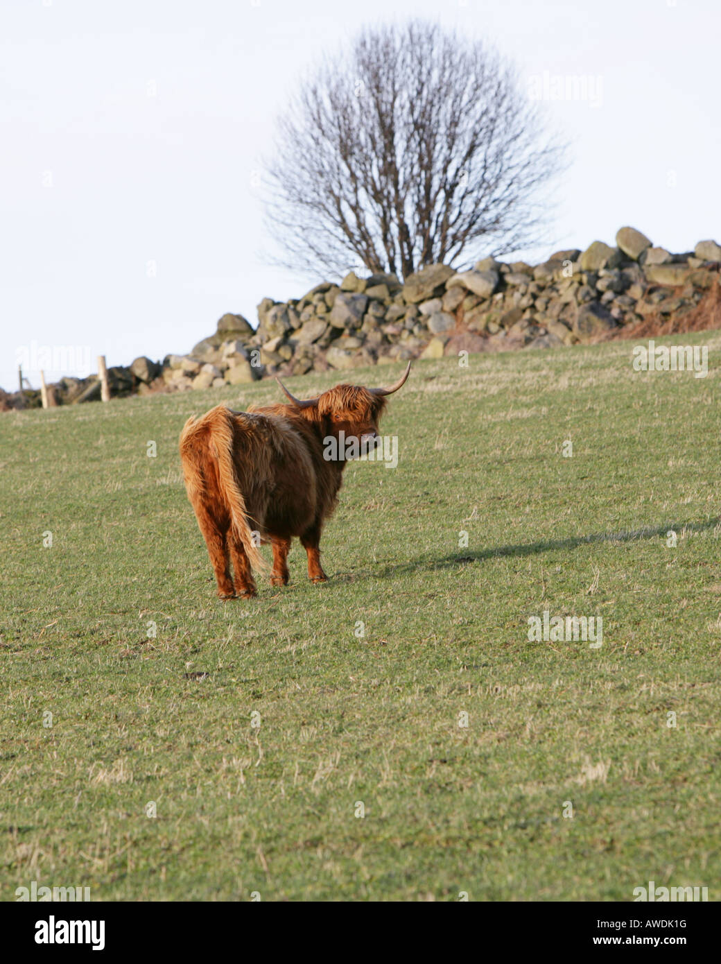A Highland cow grazing in a field with big horns near Aberdeen, Scotland Stock Photo
