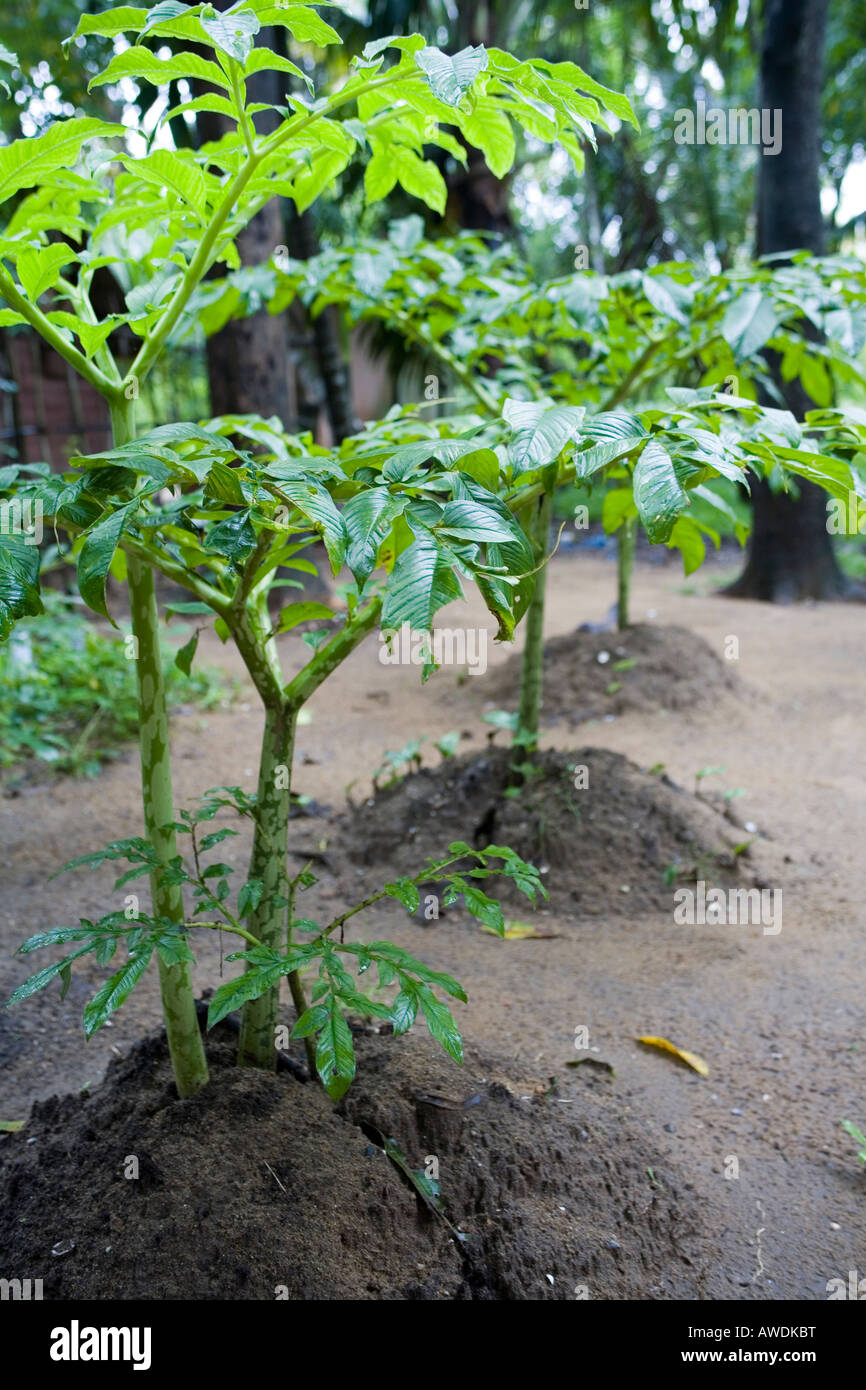 Yam plants Species in the genus Dioscorea family Dioscoreaceae in kitchen garden in Kerala India Stock Photo