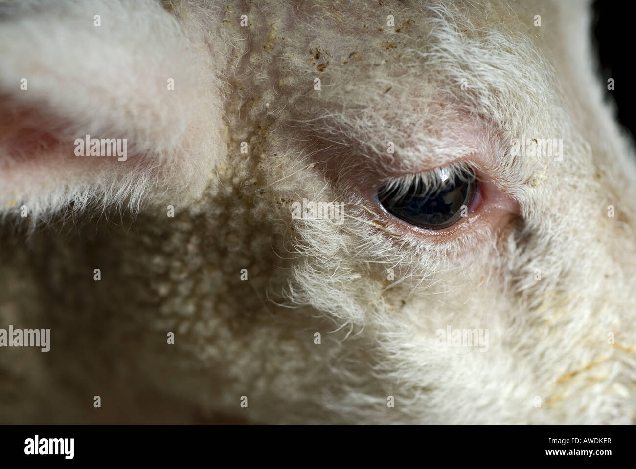 Image of a close up shot of a 3 week old lambs head Stock Photo Alamy