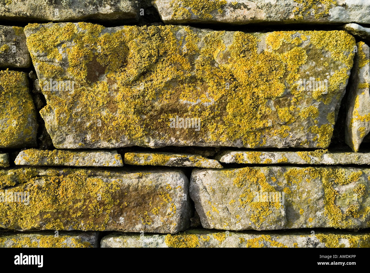 dh Lichen LICHEN UK Lichens dry stonewall stone wall xanthoria parietina alga yellow fungi close up background texture rock Stock Photo