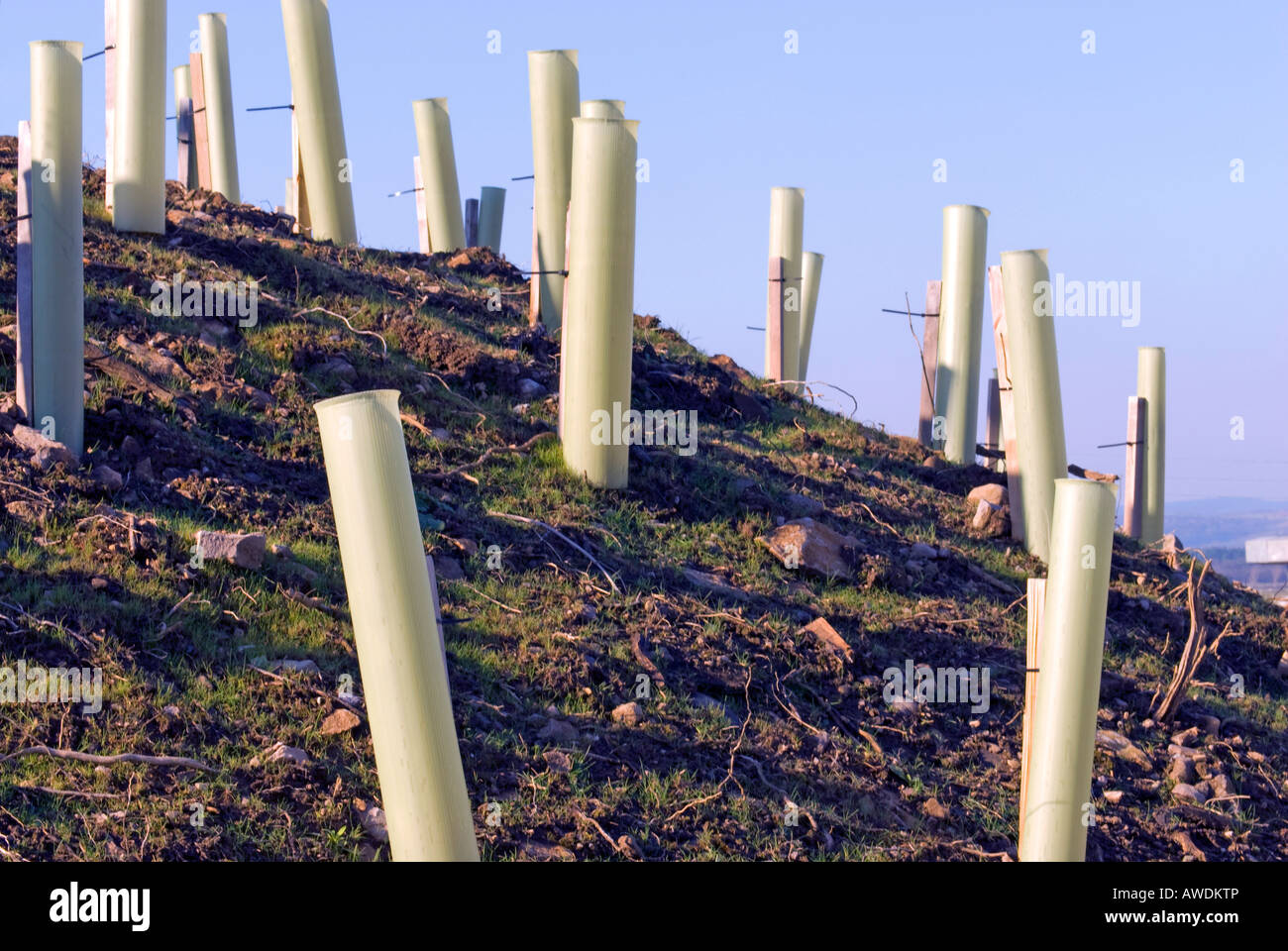 newly planted trees Stock Photo