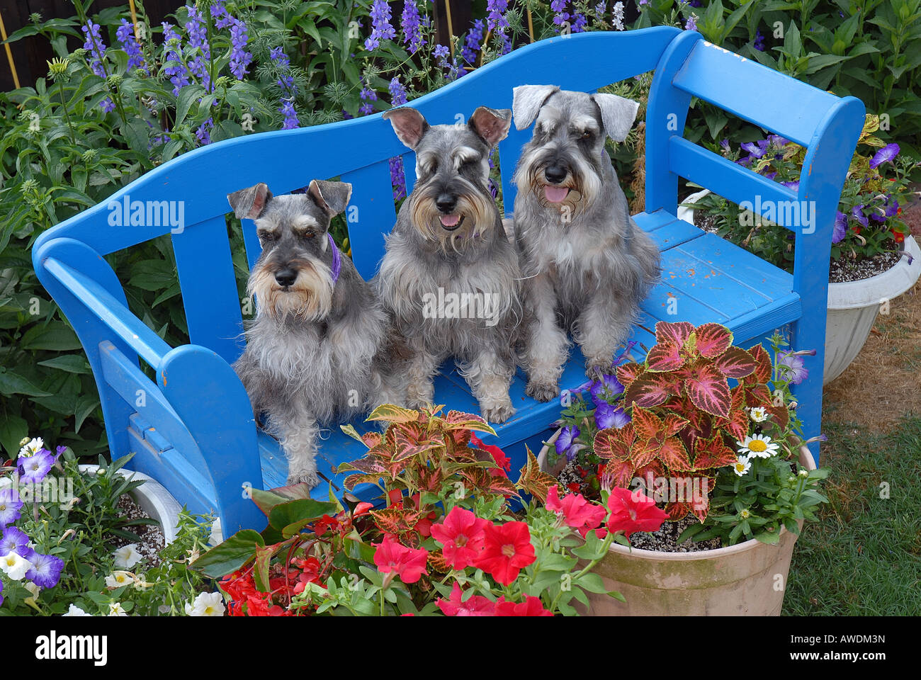 Three Miniture Schnauzers on bench in flower garden USA Stock Photo