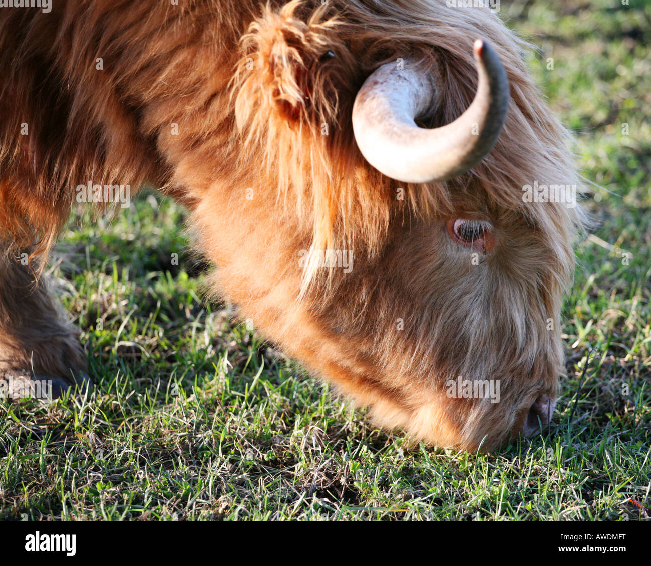 A Highland cow grazing near Aberdeen, Scotland Stock Photo - Alamy