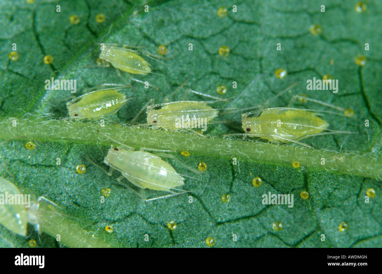 Blackcurrant aphid Cryptomyzus galeopsidis aphids underneath blackcurrant leaf Stock Photo