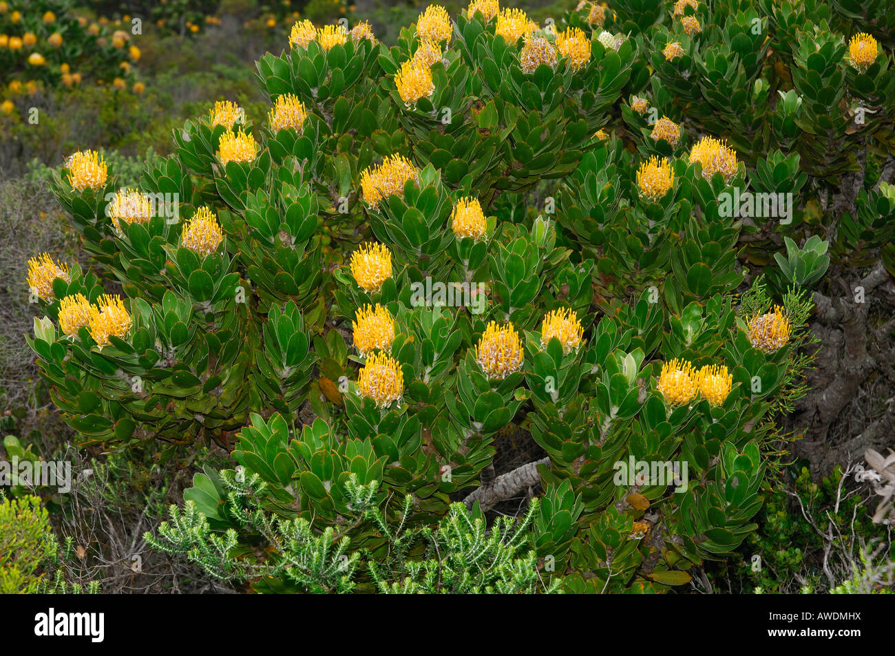 Flowering Pincushion Protea Leucospermum spec South Africa Stock Photo