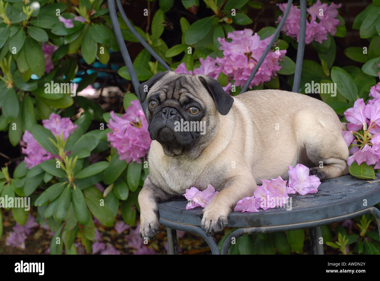 Pug Dog on chair in garden Stock Photo