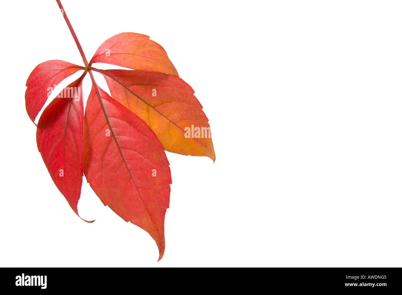 Autumn leaves isolated against a white background Stock Photo - Alamy