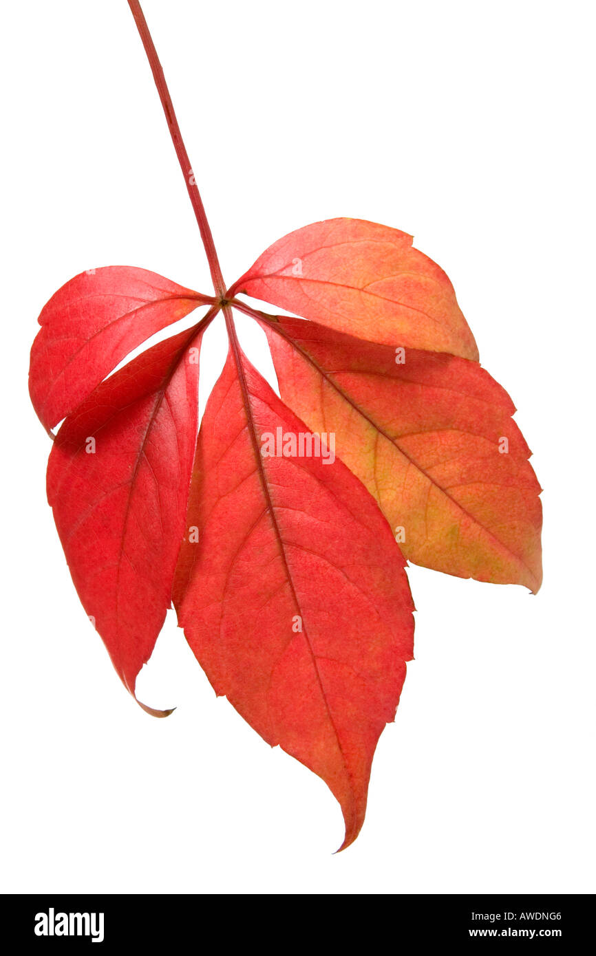 Autumn leaves isolated against a white background Stock Photo - Alamy