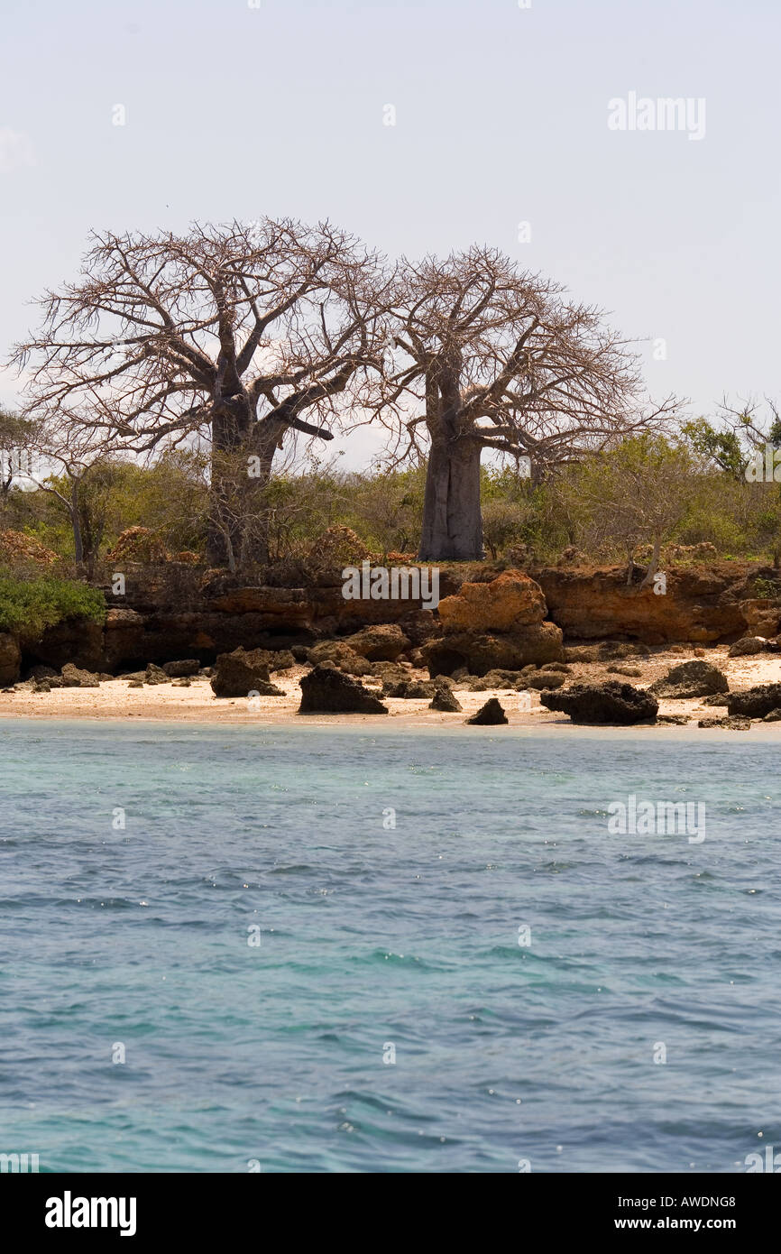 Baobabs Stock Photo