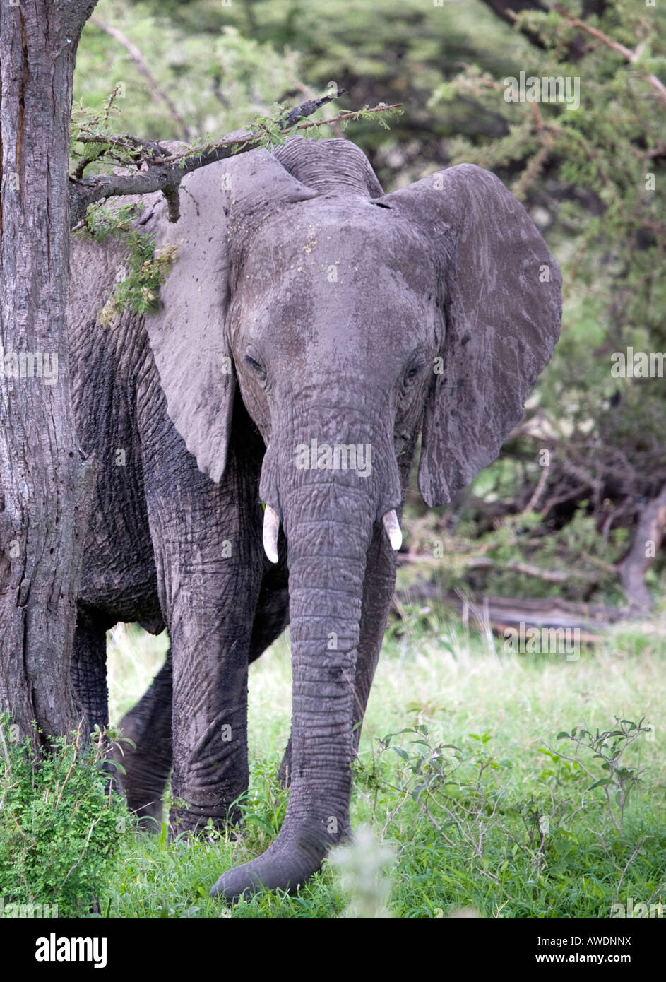 African Elephant (loxodonta africana) amongst trees Stock Photo