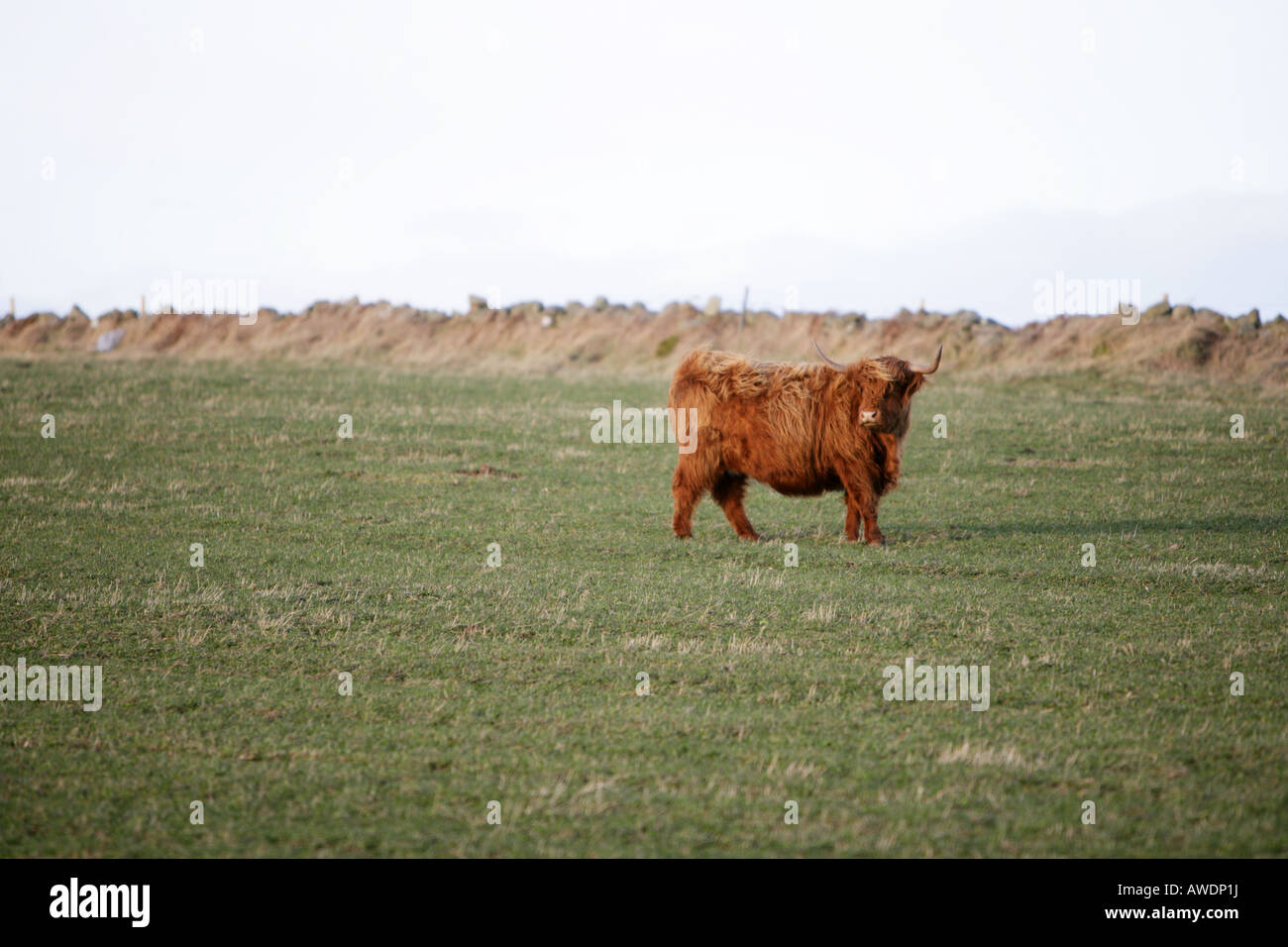 A Highland cow in a field near Aberdeen, Scotland Stock Photo - Alamy
