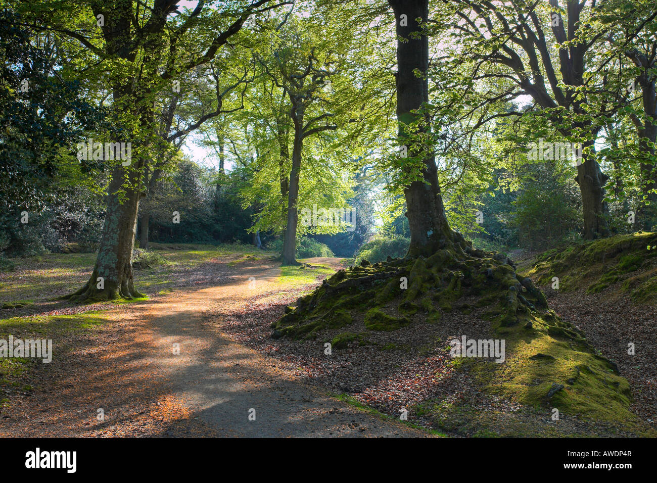 Pathway through the woods, Burley, New Forest National Park Stock Photo