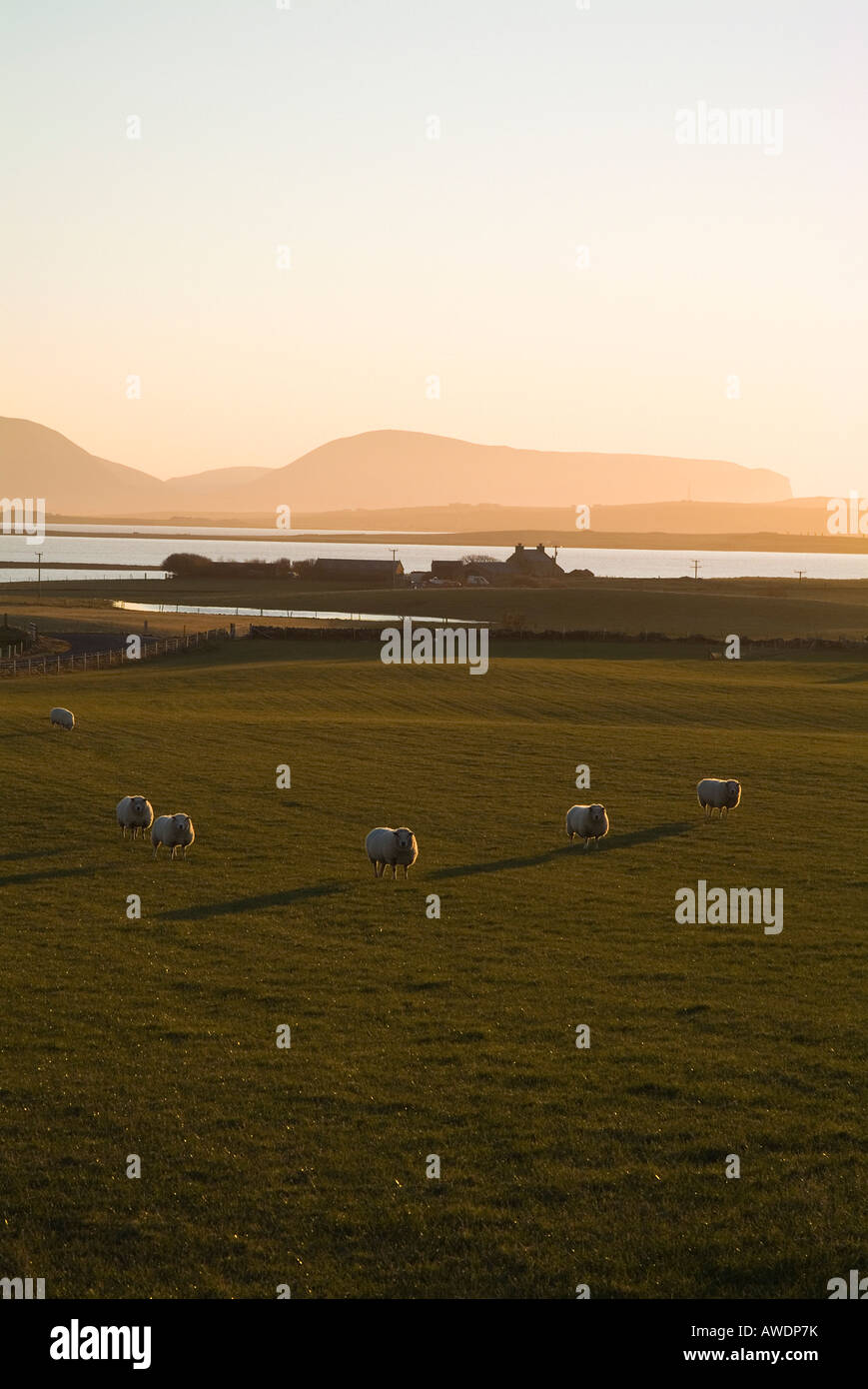 dh Loch of Harray HARRAY ORKNEY Bronze dusk sheep in field farmhouse and Hoy hills countryside Stock Photo