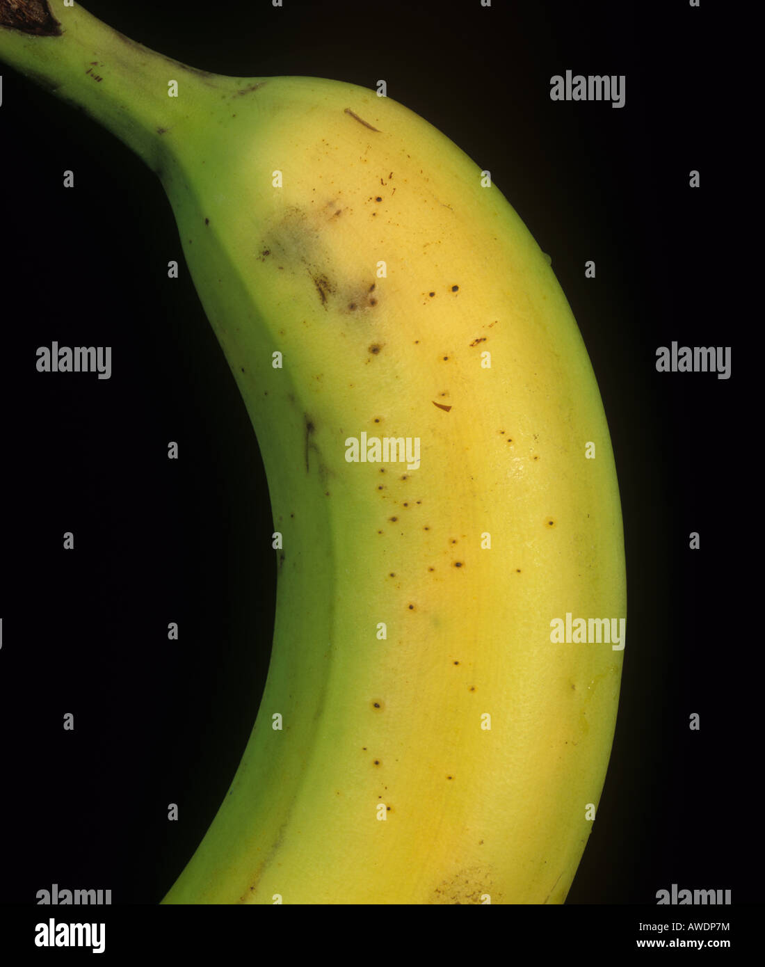 Thrips damage to banana bought from a supermarket Stock Photo