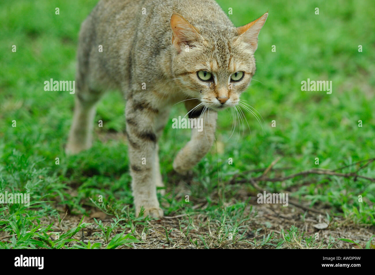 Chat Sauvage Hi Res Stock Photography And Images Alamy