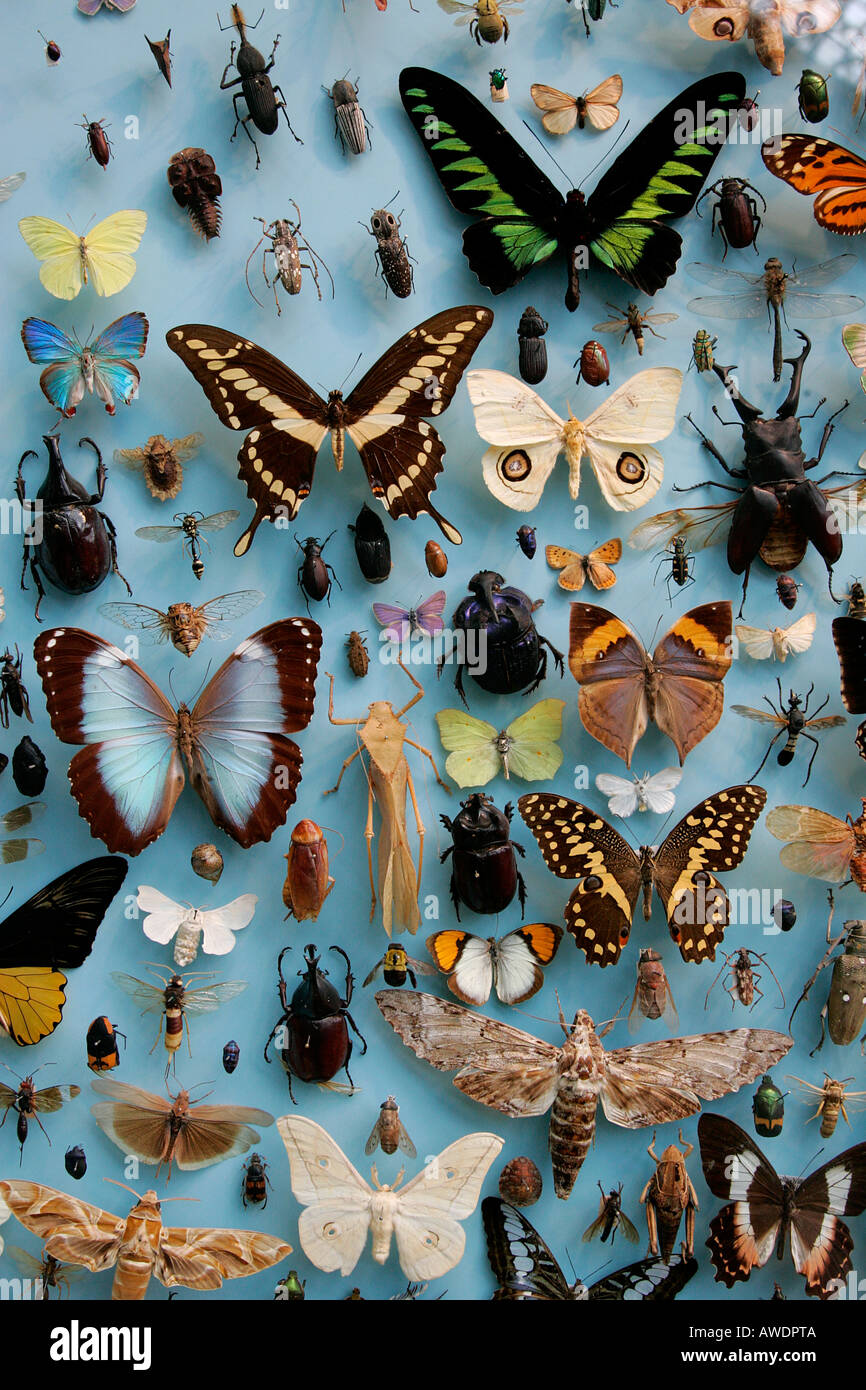 Butterflies museum display case butterfly displayed beauty bug diurnal