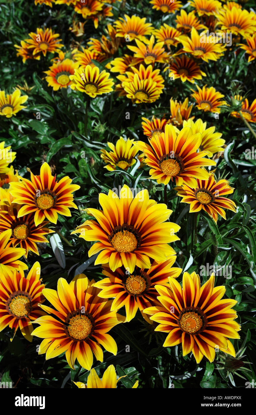 Gazania 'Tiger Stripes' Stock Photo Alamy