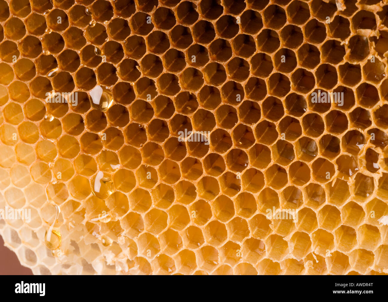 Natural Honeycomb from a Bee Hive with honey dripping from it Stock Photo