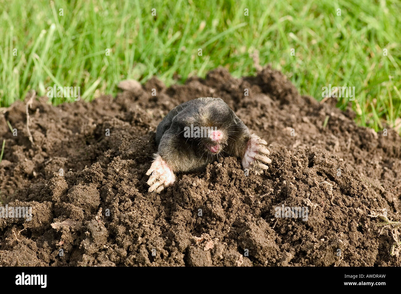 Mole animal hand hi-res stock photography and images - Alamy