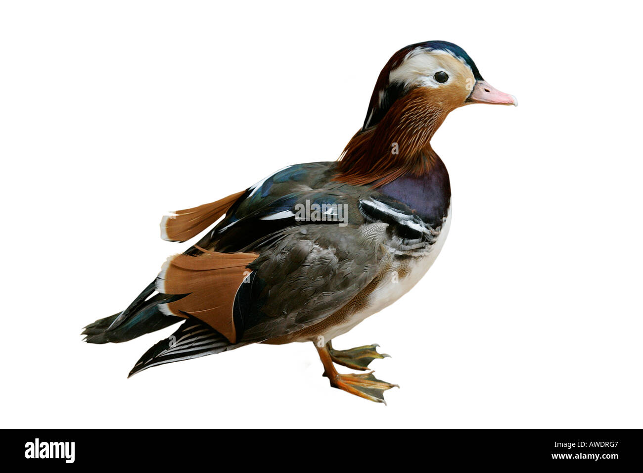mandarin drake duck reconstruction extinct predator ancient model