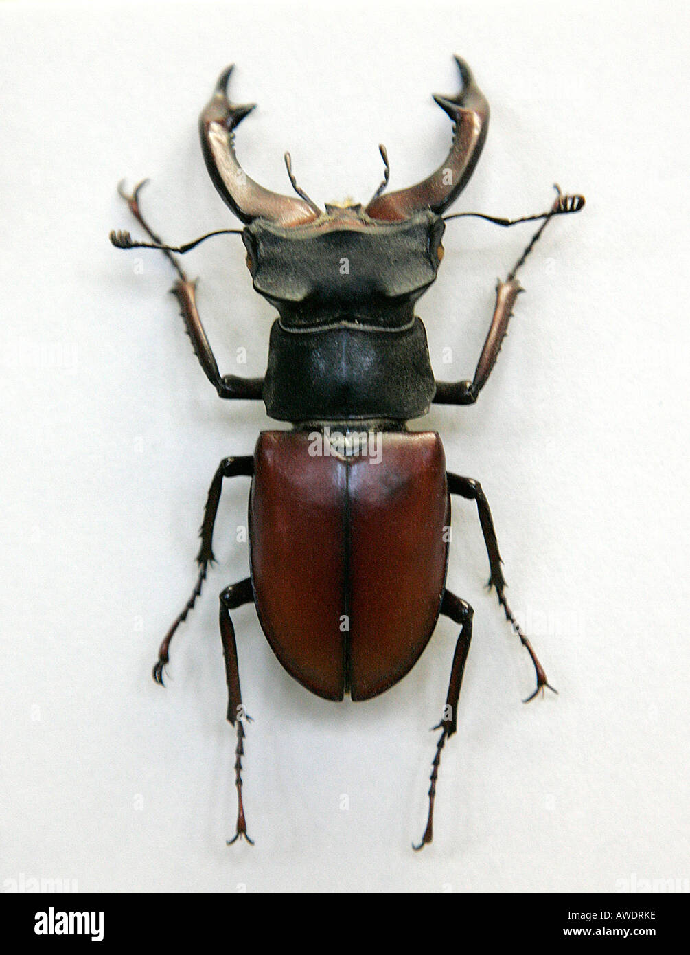 Beetle cockchafer museum display case displayed beauty bug diurnal ...