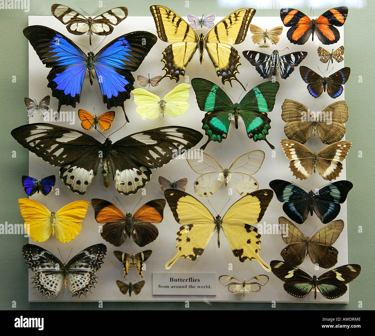 Butterflies museum display case butterfly displayed beauty bug Stock Photo 9457293 Alamy