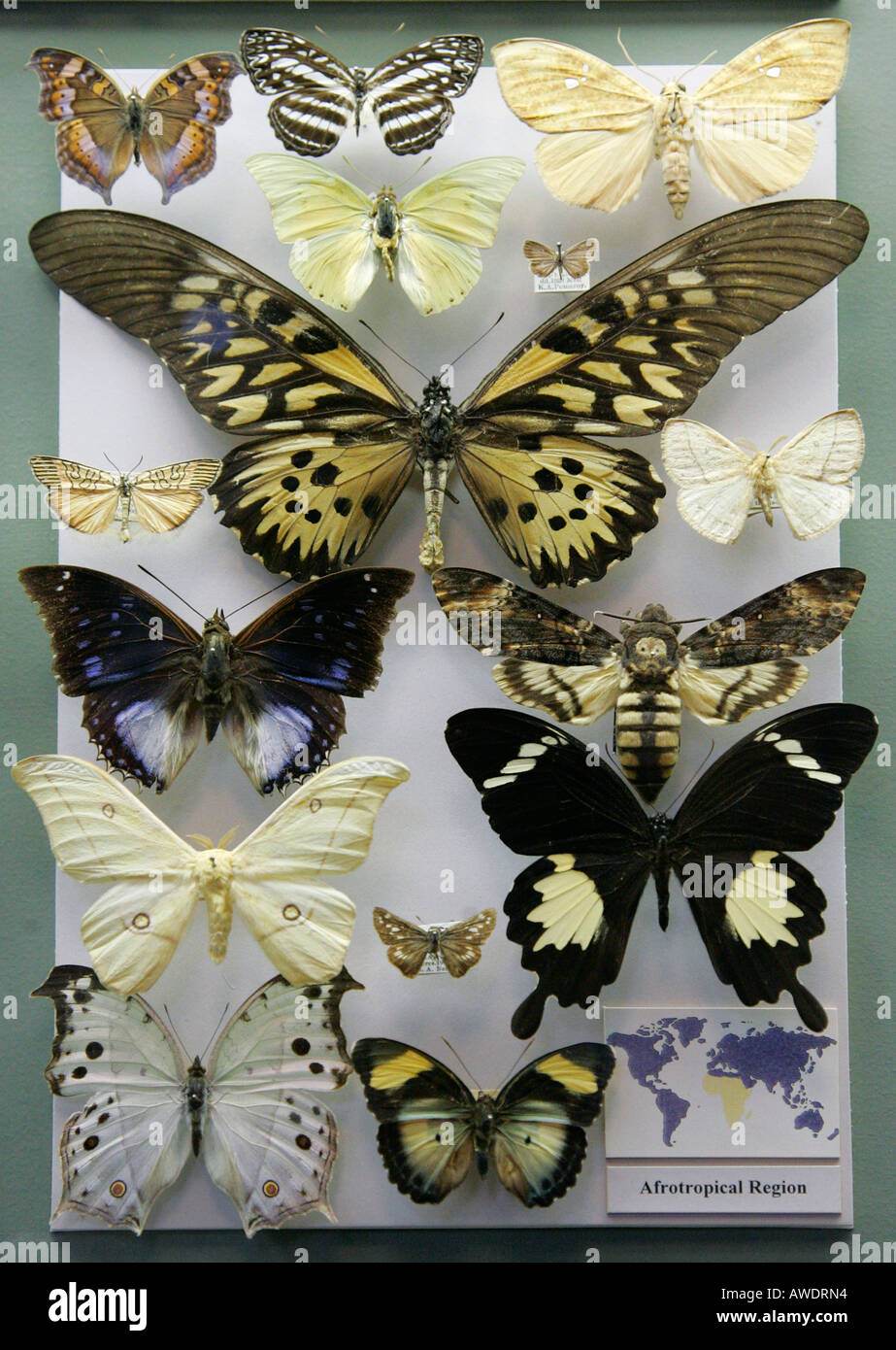 Mounted butterflies hires stock photography and images Alamy