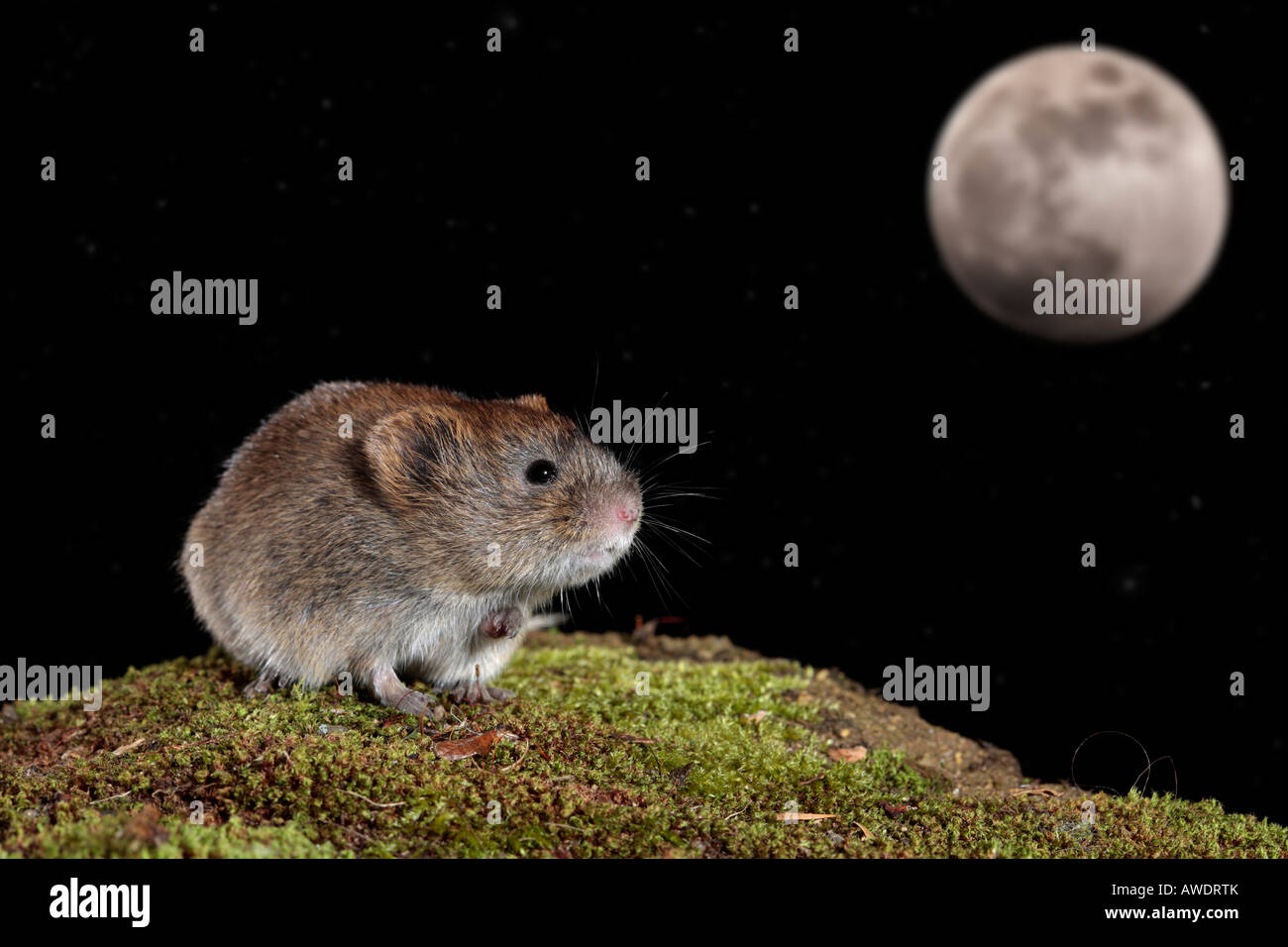 short-tailed vole Microtus agrestis with moon and stars Stock Photo