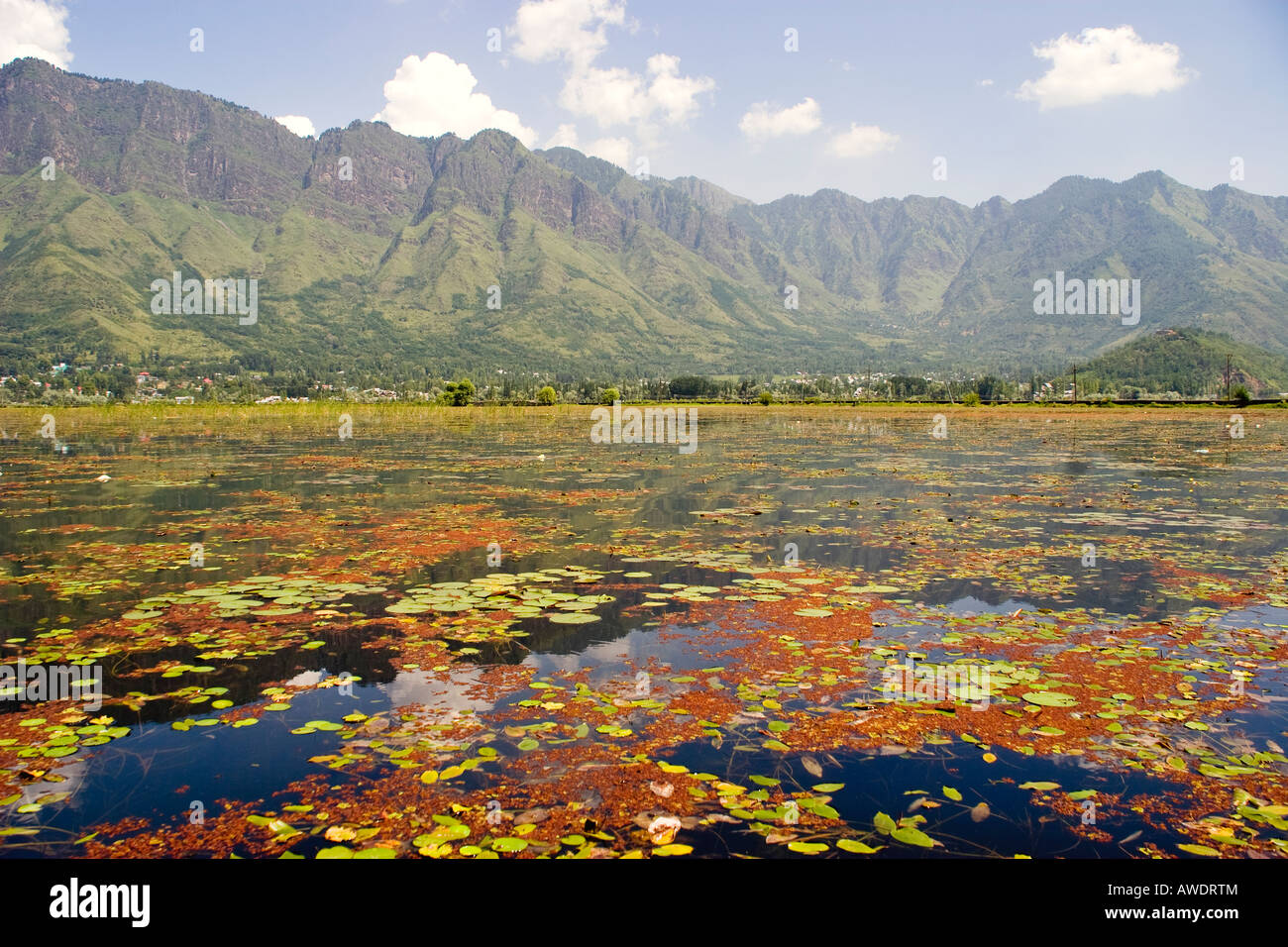 Water lilies on Dal Lake Srinagar Kashmir Stock Photo Alamy